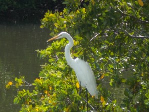 Great Egret