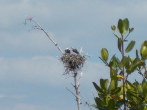 Osprey Nest