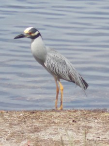 Yellow-crowned Night Heron