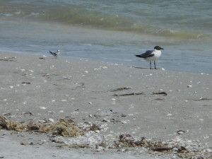 Least Tern with Laughing Gull for scale