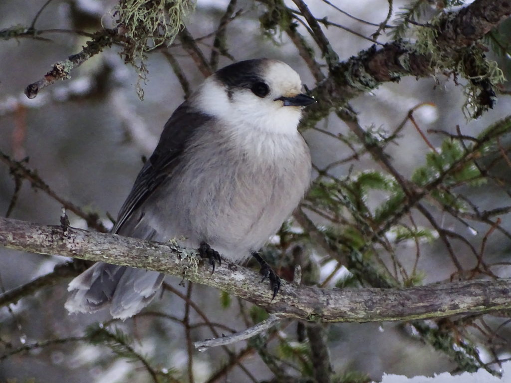 Gray Jay – Canada’s National Bird? – Rick Bütz Woodcarving