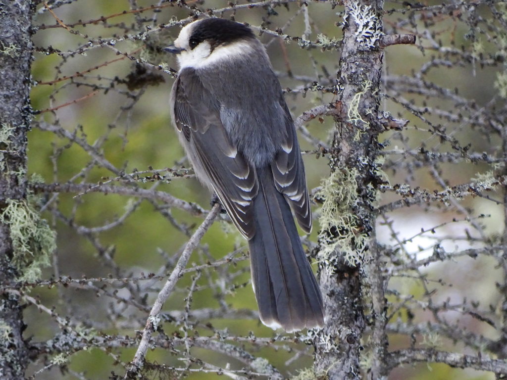 Gray Jay – Canada’s National Bird? – Rick Bütz Woodcarving