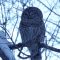 Barred Owl